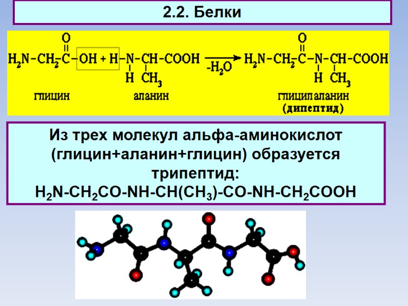 2.2. Белки Из трех молекул aльфа-аминокислот (глицин+аланин+глицин) образуется трипептид:  H2N-CH2CO-NH-CH(CH3)-CO-NH-CH2COOH